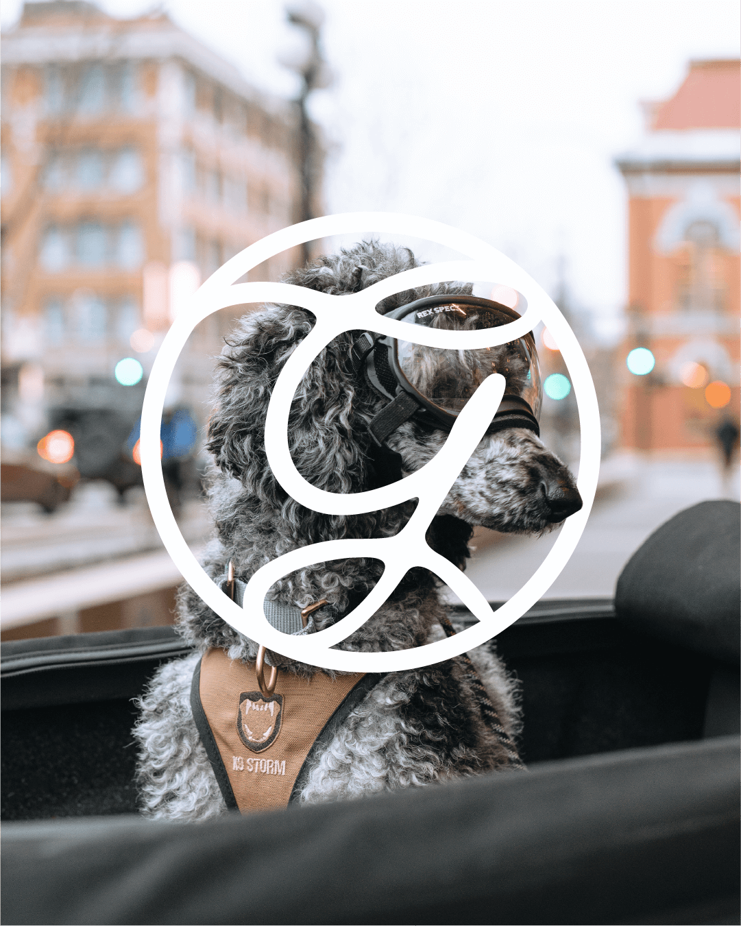 mbrand-portfolio-grays-canine-academy1