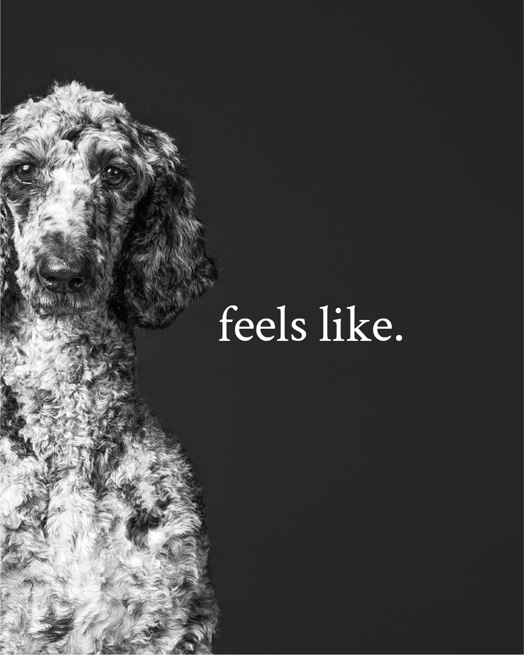 mbrand-portfolio-grays-canine-academy10