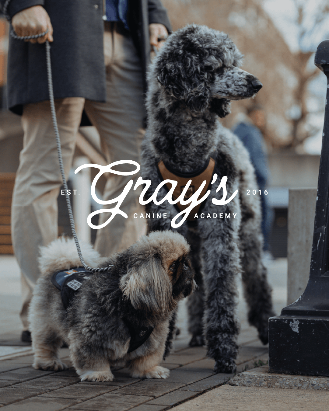 mbrand-portfolio-grays-canine-academy3