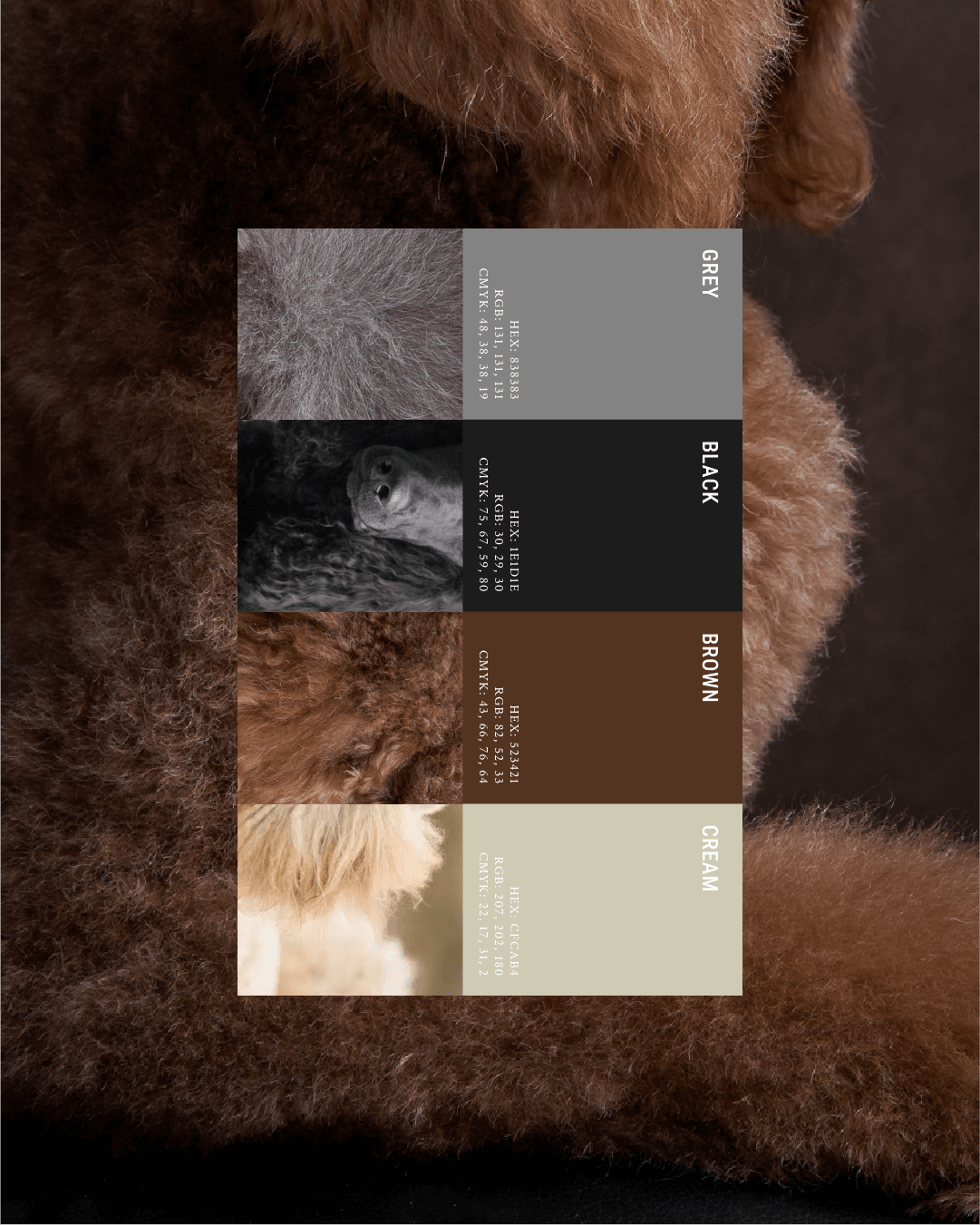 mbrand-portfolio-grays-canine-academy5