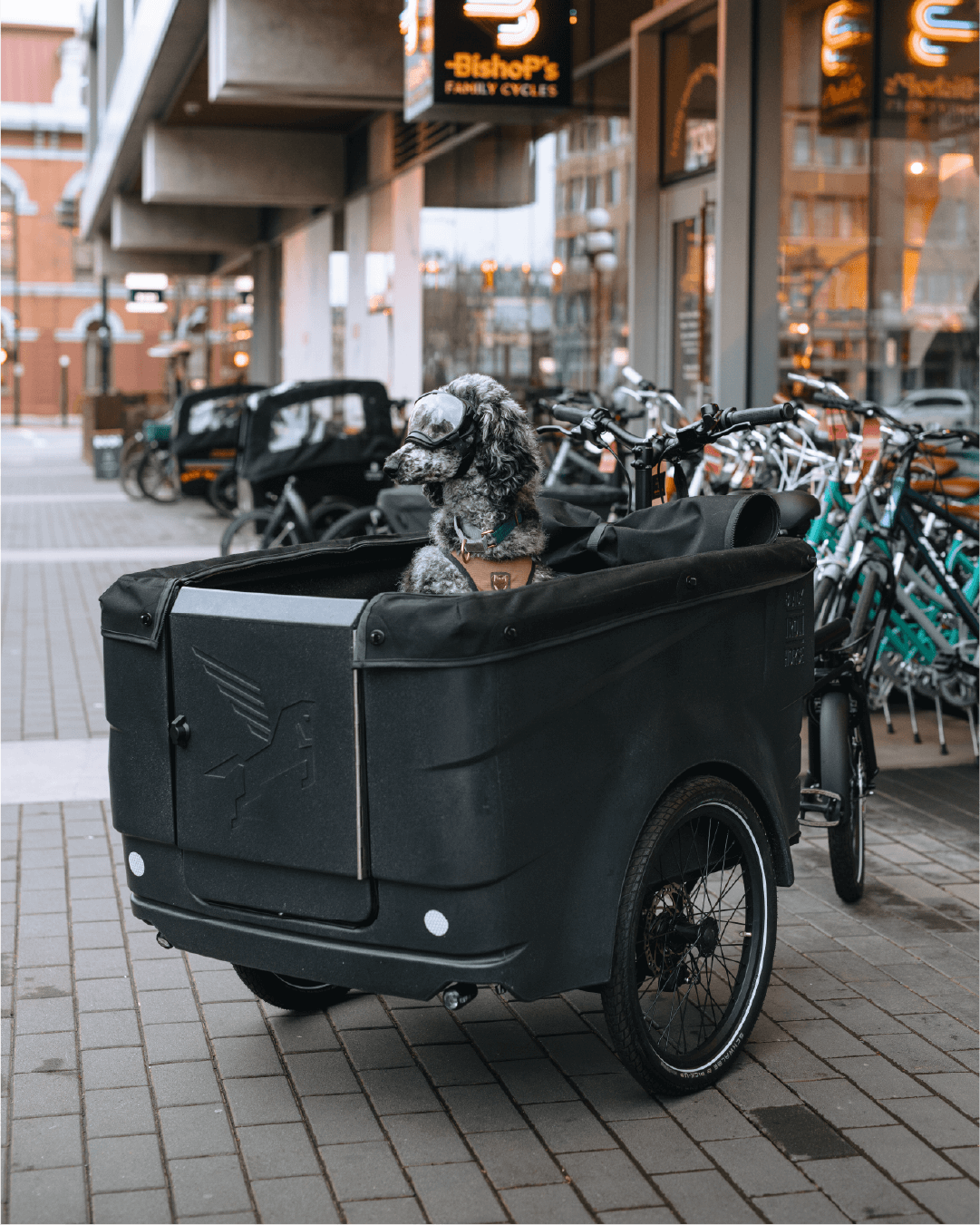 mbrand-portfolio-grays-canine-academy6