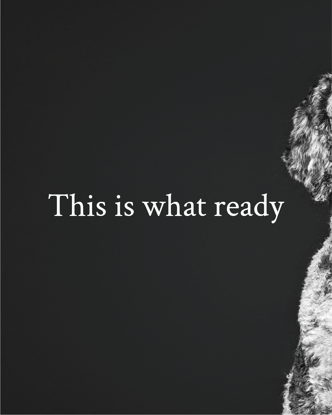 mbrand-portfolio-grays-canine-academy9